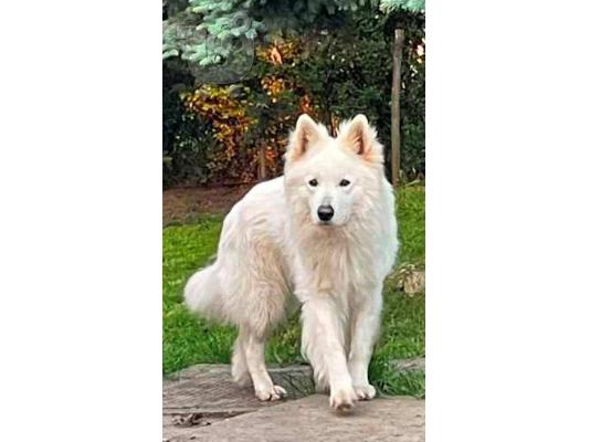 Μακρυμάλλης Swiss Shepherd, αρσενικά κουτάβια